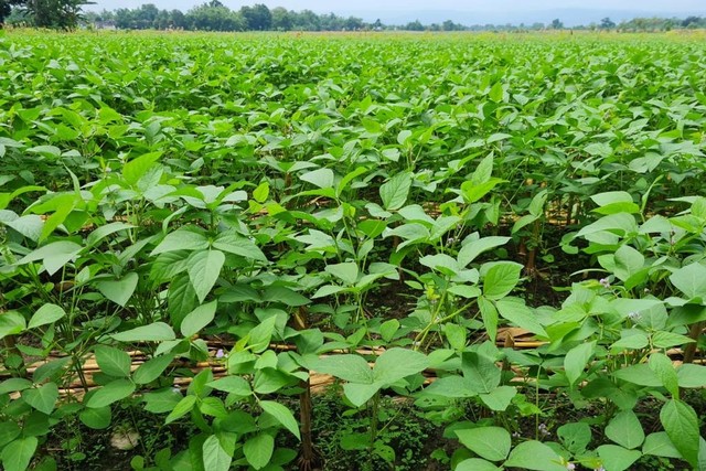 Kementan Jelaskan Alur Petani Dapatkan Program KUR Pertanian Sektor Kedelai (30256)