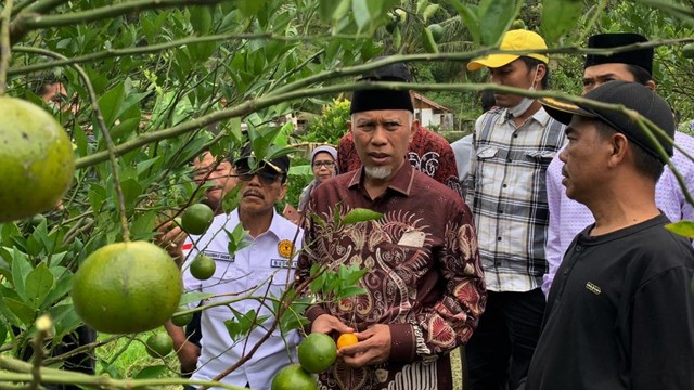 Gubernur Sumatera Barat Mahyeldi saat meninjau perkebunan jeruk di Gunung Omeh, Kabupaten Limapuluh Kota, Minggu 8 Mei 2022. Foto: Humas Pemprov