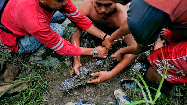 Foto: Proses Penangkapan Buaya yang Lepas Dari Penangkaran di Sumsel (1316)