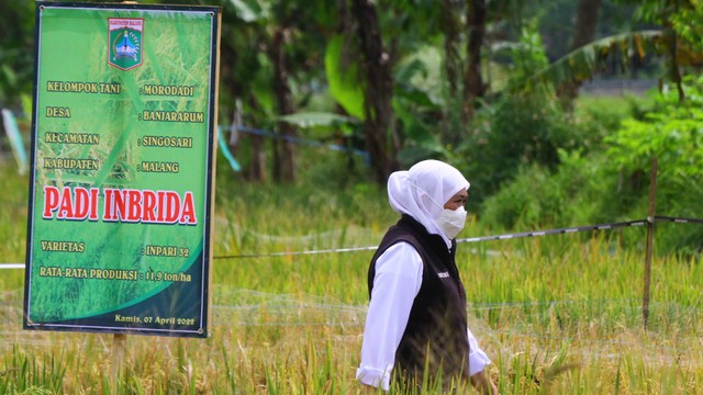 Gubernur Jawa Timur Khofifah Indar Parawansa berjalan di lahan padi varietas inbrida saat kunjungan kerja di Desa Banjararum, Singosari, Malang, Jawa Timur, Kamis (7/4/2022). Foto: Ari Bowo Sucipto/ANTARA FOTO