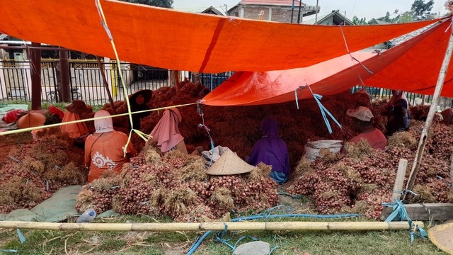 Produksi bawang merah Kabupaten Bima untuk kebutuhan selama Ramadhan hingga Idul Fitri 2022.  Foto: Dok. Kementan