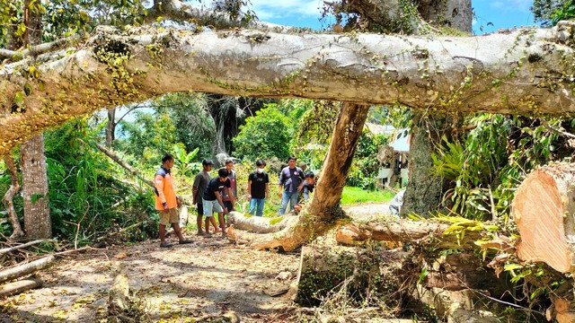 Pohon keramat berumur 450 tahun di Tana Toraja akhirnya dievakuasi usai ritual adat.  Foto: Dok Istimewa