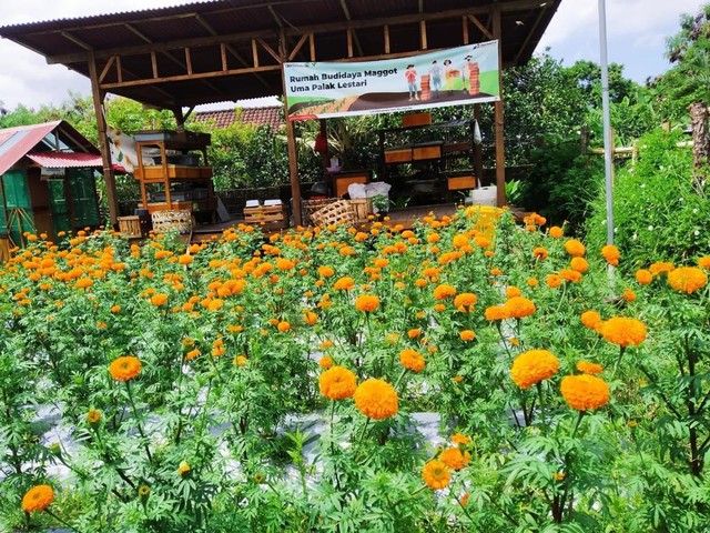 Lahan bunga gumitir yang instagramable menjadi lokasi wisata di perkotaan - IST