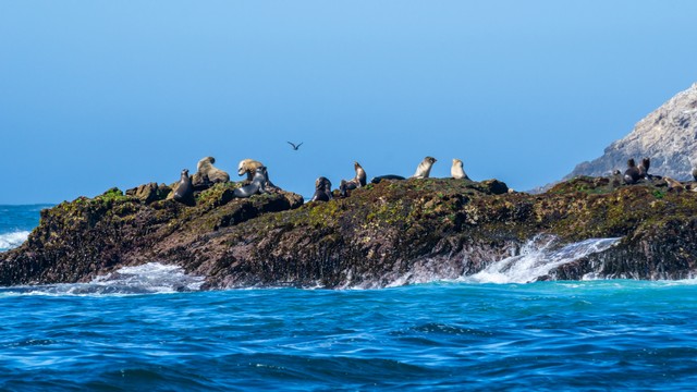 Pulau Farallon di San Fransisco. Foto: Simon Rogghe/Shutterstock