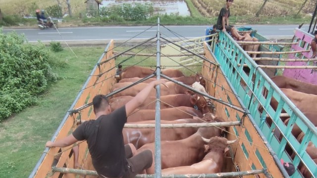 Mobilisasi sapi hidup dari peternak lokal untuk kebutuhan daging sapi di Jabodetabek. Foto: Badan Pangan Nasional
