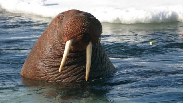 Seekor walrus. Foto: U.S. Fish and Wildlife Service Headquarters/Flickr