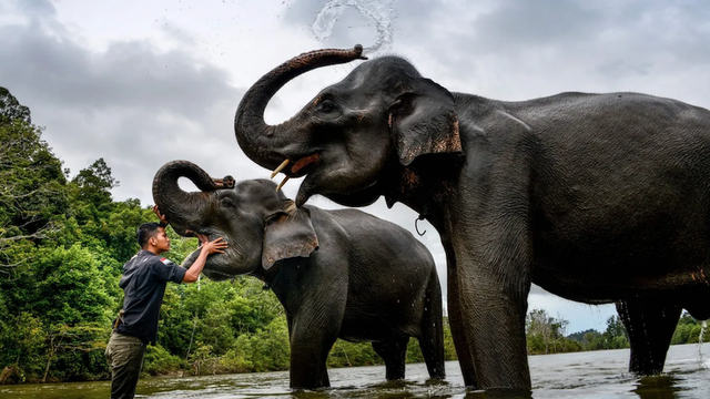 Menurut kesaksian para penyintas, gajah-gajah berlarian ke tempat lebih tinggi sebelum tsunami di SAmudra Hindia menerjang pada 2004.