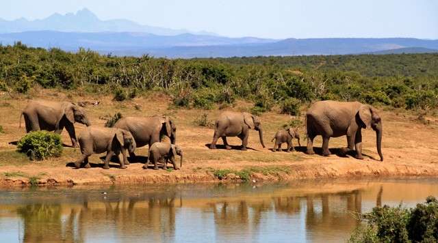 Foto gajah dengan panorama perhutanan. Foto: Pexels/Pixabay.