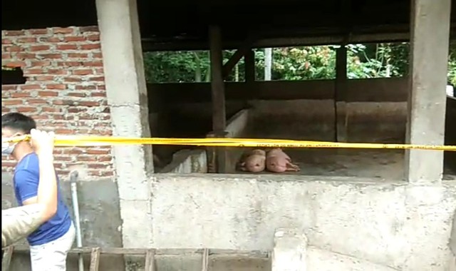Tim Pemkot Bandar Lampung menyegel lima tempat pemotongan hewan babi yang tak dilengkapi dengan perizinan, Sabtu (26/2) | Foto : Ist