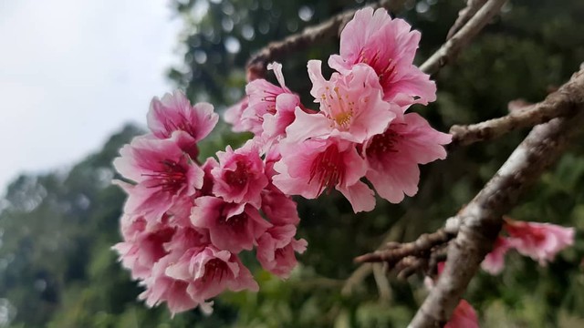 Foto: Dwi, Sakura di Kebun Raya Cibodas BRIN