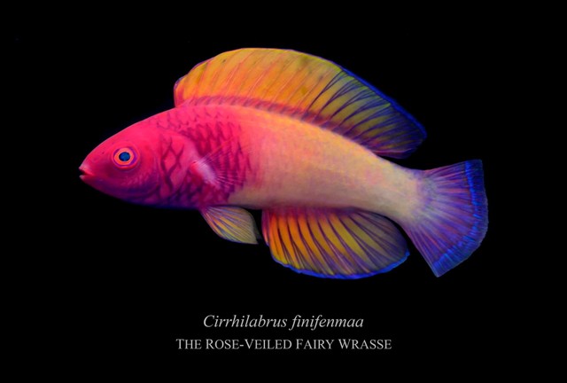 Ikan fairy wrasse "Berkerudung Mawar". Foto: Yi-Kai Tea via Reefbuilders