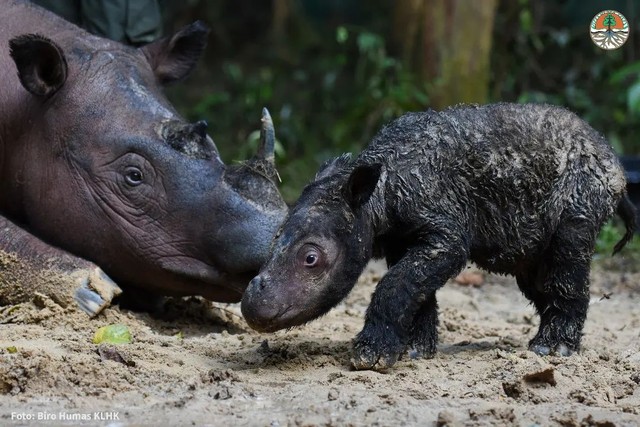 Badak Rosa dan bayi badak Sumatera yang berhasil dilahirkan di SRS TNWK, Lampung, Kamis (24/3) | Foto : Voice of Forest