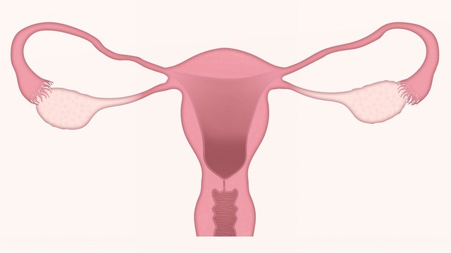Ilustrasi organ reproduksi wanita. Foto: Pixabay