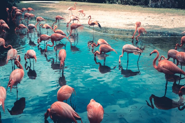 Ilustrasi flamingo. Foto: Unsplash