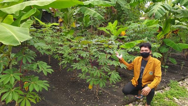 Foto 1 / Tanaman singkong yang sudah mulai tumbuh. Sumber foto : milik pribadi 