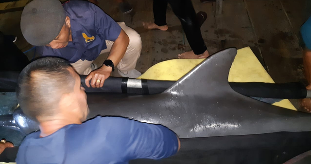 Proses evakuasi lumba-lumba dari Dolphin Lodge oleh BKSDA Bali (Ist)