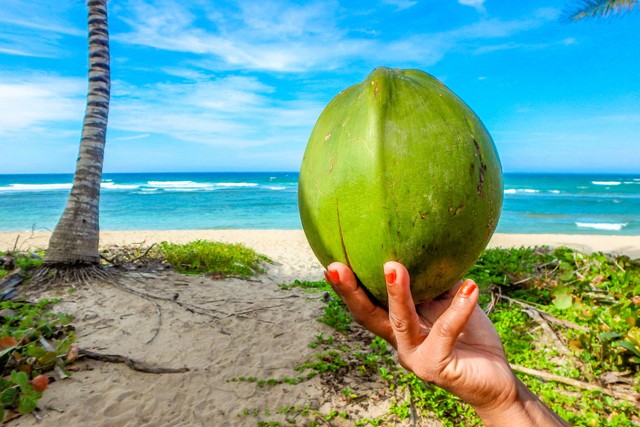 Ilustrasi buah kelapa yang dagingnya bisa dikonsumsi. Foto: Pixabay