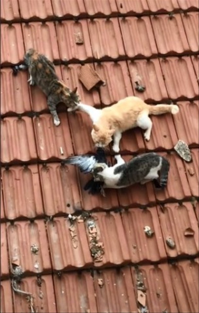 Momen unik tiga ekor kucing berebut burung di genteng, pemenangnya sudah ketebak. (Foto: TikTok/@rasul.32).