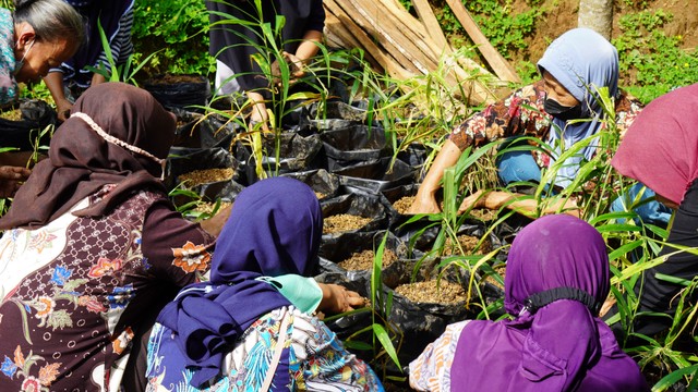 Program Penanaman Kunyit dan Jahe Guna Melestarikan Kebudayaan Padukuhan Suren