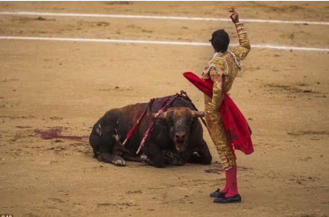 Fakta pembuktian apakah banteng tidak suka atau marah saat melihat warna merah. Foto: Twitter/@WiduriSri