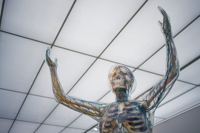 https://unsplash.com/@camstejim - organ penyusun gerak disebut