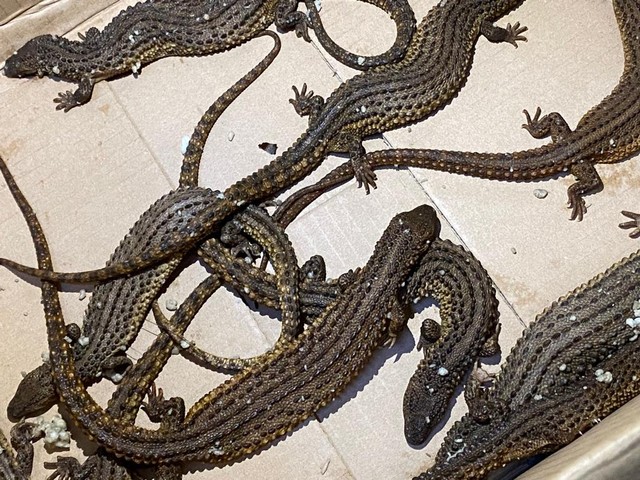 10 ekor biawak tanpa telinga yang diamankan petugas di Bandara Supadio Pontianak yang hendak dikirim ke Medan. Foto: Teri/Hi!Pontianak