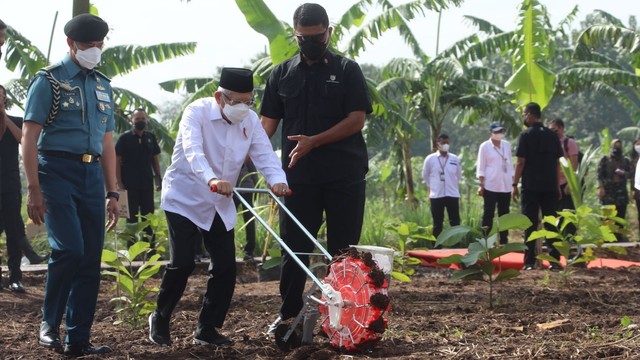 Wapres Ma'ruf Amin menanam jagung kedelai di Kabupaten Purwakarta, Senin (28/3/2022). Foto: Kementan