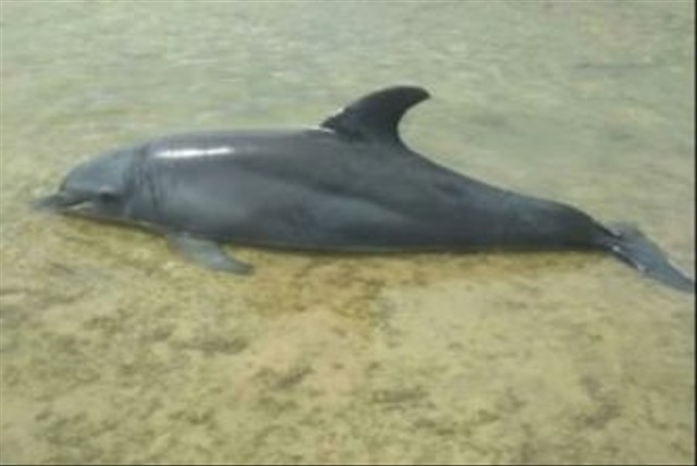 Lumba-lumba ditemukan mati terlilit senar pancing di Pesisir Barat, Jumat (19/3/2022) | Foto: ist