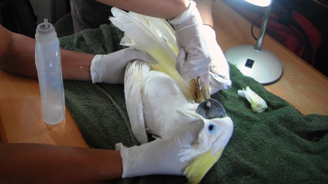 Proses pengobatan pada seekor burung kakatua jambul kuning (Cacatua sulphurea) di Pusat Penyelamatan Satwa, Animal Sanctuary Trust Indonesia (ASTI), Megamendung, Kabupaten Bogor, Jawa Barat, Jumat (4/3/2022). Foto: Arif Firmansyah/Antara Foto