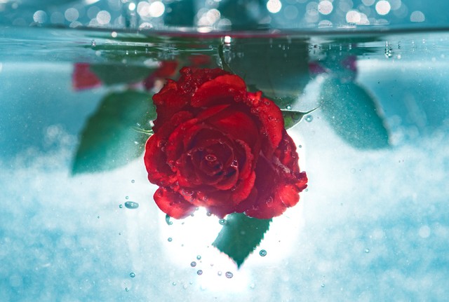 Apakah Air Mawar Bisa Menghilangkan Jerawat? Foto: unsplash