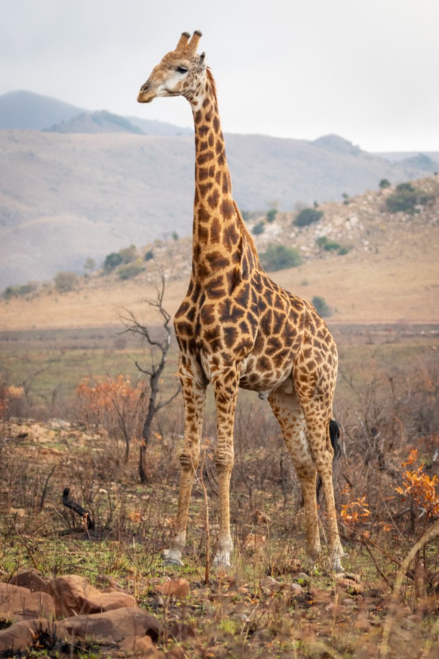 Cara Masuk Ragunan, Foto : Pexels/Magda Ehlers