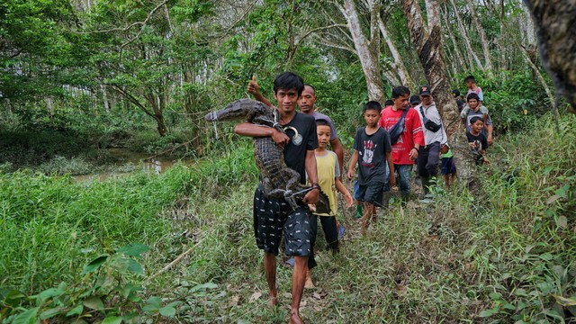 Foto: Proses Penangkapan Buaya yang Lepas Dari Penangkaran di Sumsel (1318)