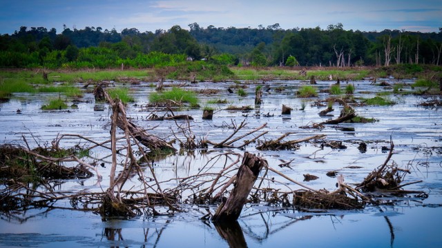 Penebangan/pembukaan lahan untuk alih fungsi hutan mangrove menjadi pertambakan (Dokumentasi: Ragil Satriyo Gumilang)