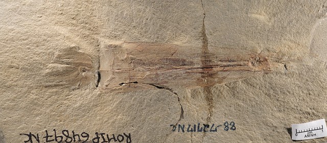 Fosil spesies Cephalopoda Syllipsimopodi bideni - kerabat tertua gurita saat ini yang diketahui - ditemukan di Montana dan berasal dari 328 juta tahun lalu selama Zaman Karbon. Foto: AMNH/S. Thurston/via REUTERS