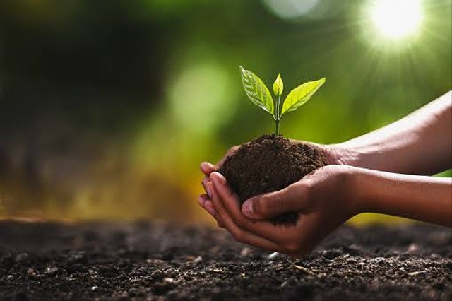 Salah satu kelebihan Ecosia adalah mengadakan program konservasi lingkungan. Foto: Unsplash.com