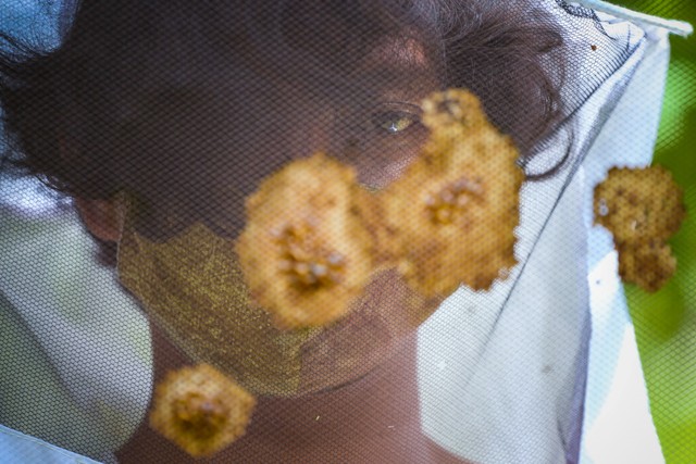 "Bee keeper" menunjukkan sarang lebah Apis Mallifera di peternakan lebah madu Suhita. Foto: Rivan Awal Lingga/ANTARA FOTO