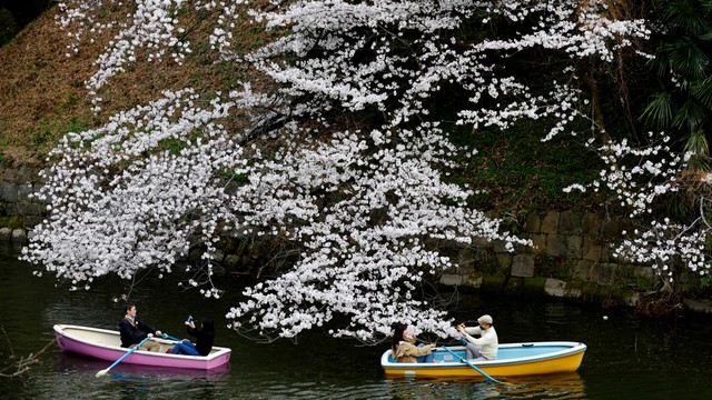 Pengunjung naik perahu di samping bunga sakura yang mekar di Taman Chidorigafuchi di Tokyo, Jepang, Minggu (27/3/2022). Foto: Kim Kyung-Hoon/REUTERS