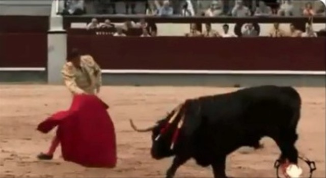 Fakta pembuktian apakah banteng tidak suka atau marah saat melihat warna merah. Foto: Twitter/@L30514