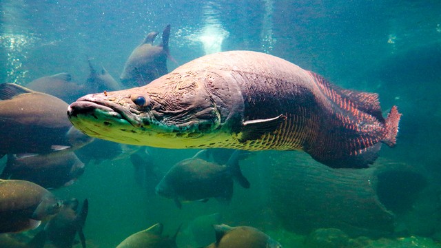 Ikan Arapaima Gigas. Foto: Shutterstock