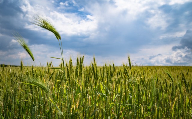 https://www.pexels.com/id-id/@blooddrainer - strategi pengembangan agrikultur di indonesia
