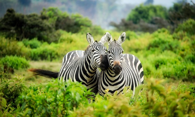 Ilustrasi Harga Tiket Taman Safari Bogor, Foto: Pexels/Pixabay