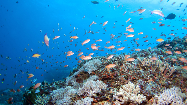 5 Aktivitas yang Tak Boleh Dilewatkan Wisatawan saat di Nusa Lembongan, Bali (61047)