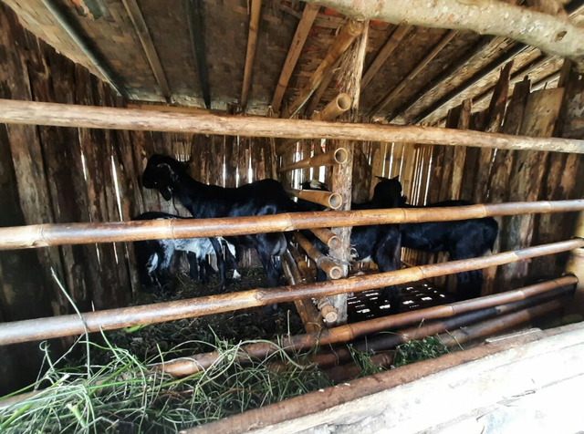 Kisah Herbert Nababan: Eks Penyidik KPK yang Kini Ternak Kambing (46473)
