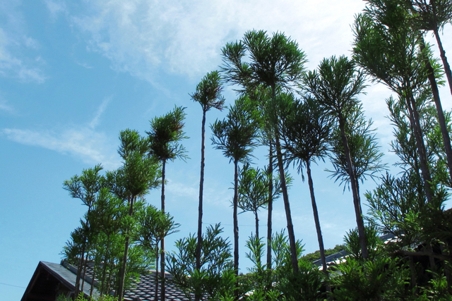 Daisugi, tradisi unik menanam pohon di atas pohon dari Jepang. Foto: Shutter Stock