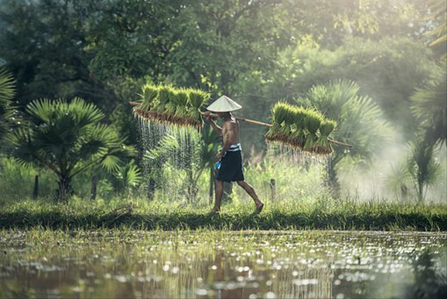 Ilustrasi kehidupan masyarakat Indonesia pada masa bercocok tanam. Sumber foto : pixabay.com