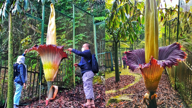 Bunga bangkai Amorphophallus titanium (Becc.) Becc. mekar di Kebun Raya Cibodas - BRIN. Foto: Dok. BRIN