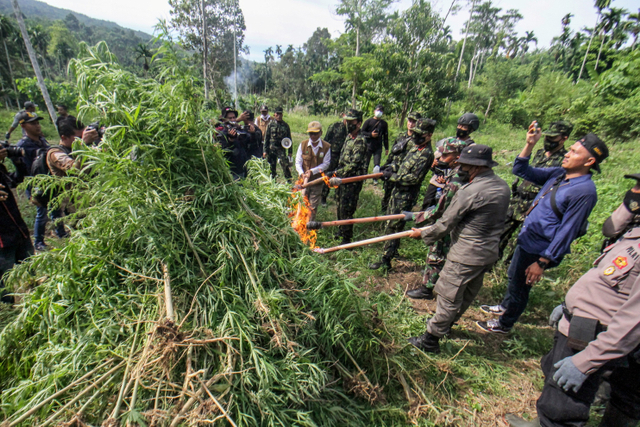Petugas Badan Narkotika Nasional RI dan petugas gabungan membakar batang pohon ganja siap panen saat penggerebekan ladang ganja di Dusun Cot Lawatu, Sawang, Kabupaten Aceh Utara, Aceh, Rabu (13/10).  Foto: Rahmad/ANTARA FOTO