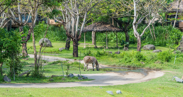  Bali Safari Park. Foto: Shutter Stock