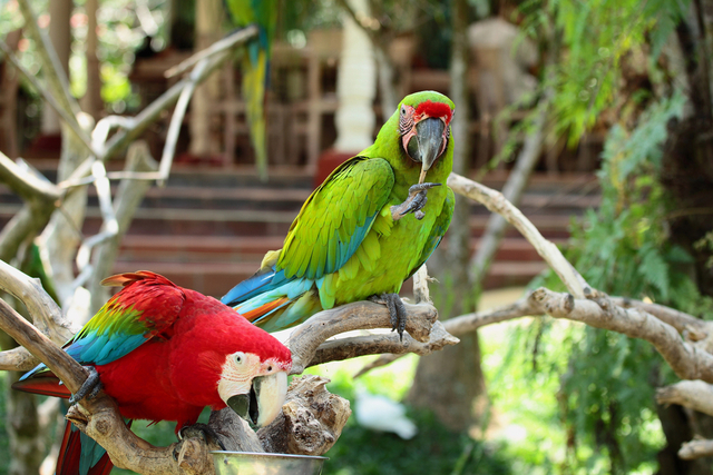 Koleksi burung di Bali Bird Park. Foto: Shutter Stock