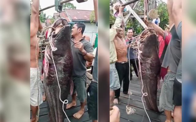 Warga menimbang ikan tapah raksasa yang ditangkap warga di Mentebah, Kapuas Hulu. Foto: Dok Hi!Pontianak